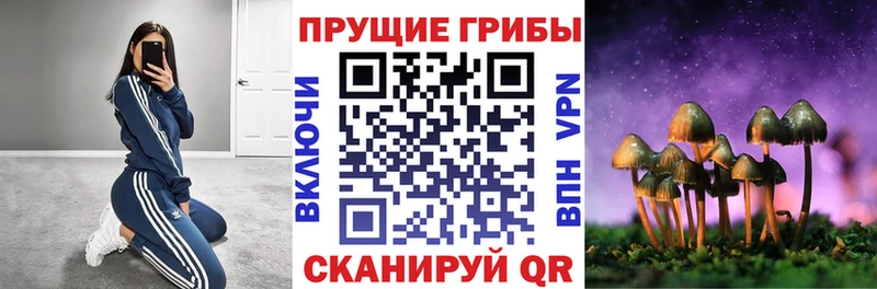 Галлюциногенные грибы Psilocybine cubensis  нарко площадка клад  Богучар 